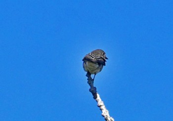 Grey-streaked Flycatcher Hakodate Park Wed, 10/11/2023