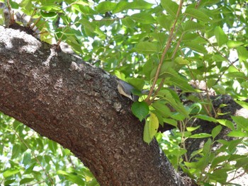 Eurasian Nuthatch Hakodate Park Wed, 10/11/2023