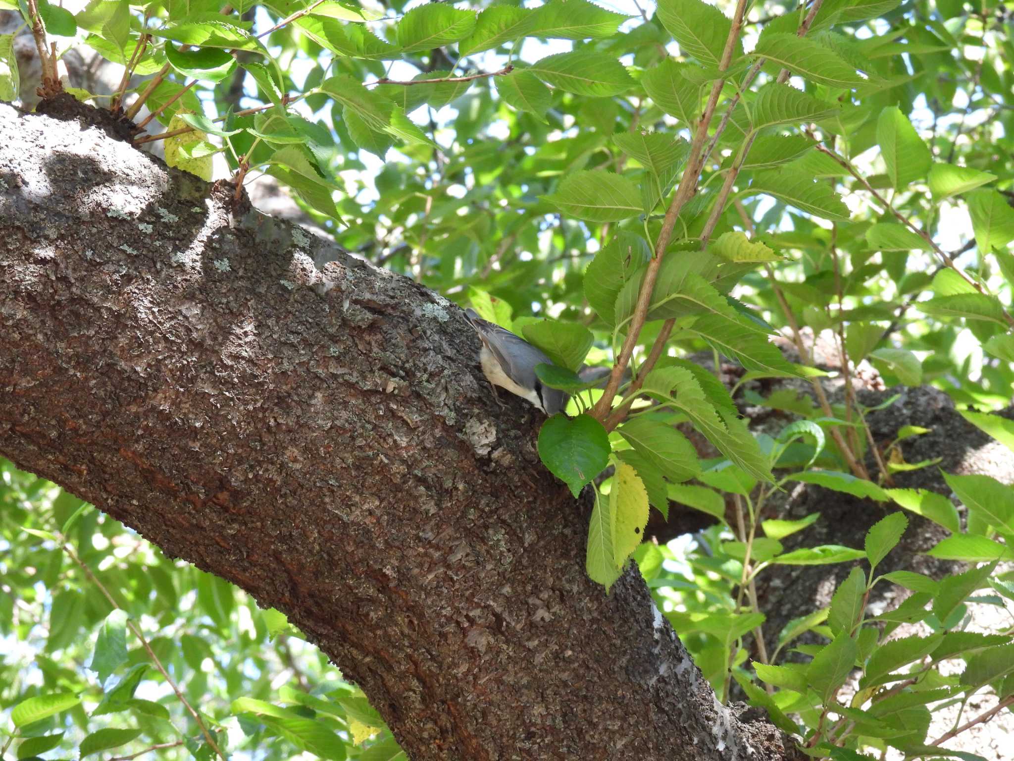 Photo of Eurasian Nuthatch at Hakodate Park by yuki