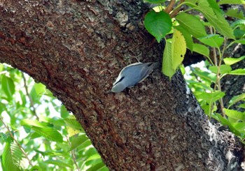 Eurasian Nuthatch Hakodate Park Wed, 10/11/2023