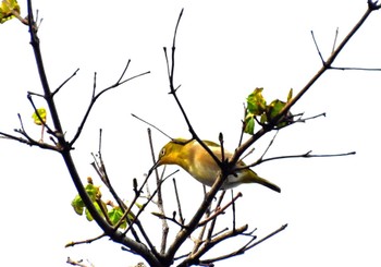 Warbling White-eye 函館元町 Tue, 10/10/2023