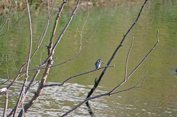 Common Kingfisher 函館松倉川 Sun, 10/8/2023