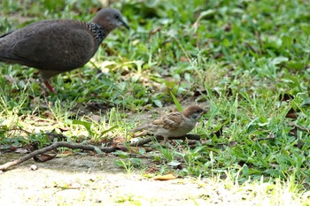 Eurasian Tree Sparrow 大安森林公園 Thu, 5/18/2023