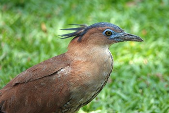 ズグロミゾゴイ 大安森林公園 2023年5月18日(木)