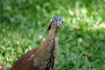 Malayan Night Heron 大安森林公園 Thu, 5/18/2023