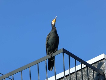 2018年9月23日(日) 恩田川(高瀬橋付近)の野鳥観察記録