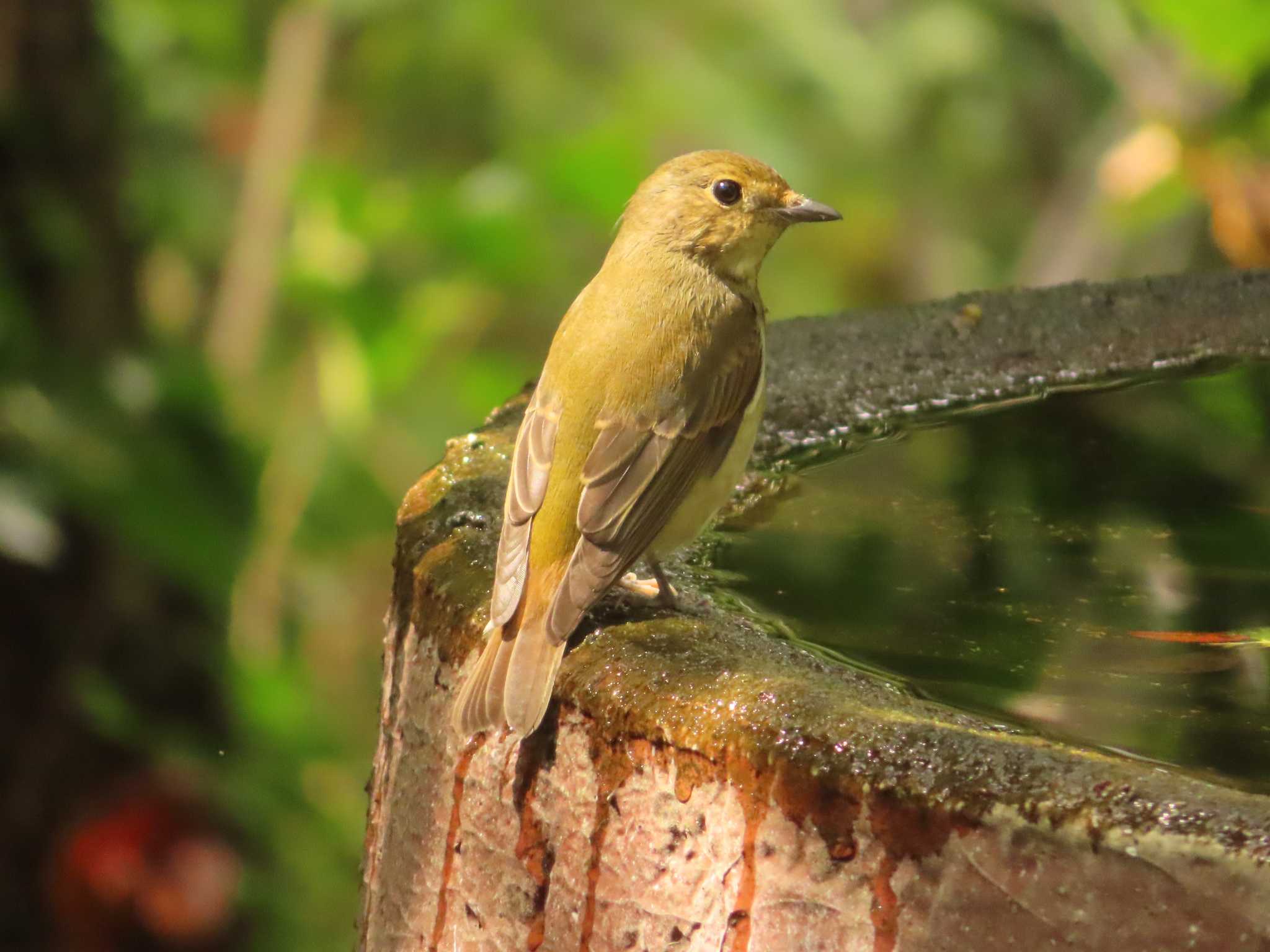 Narcissus Flycatcher