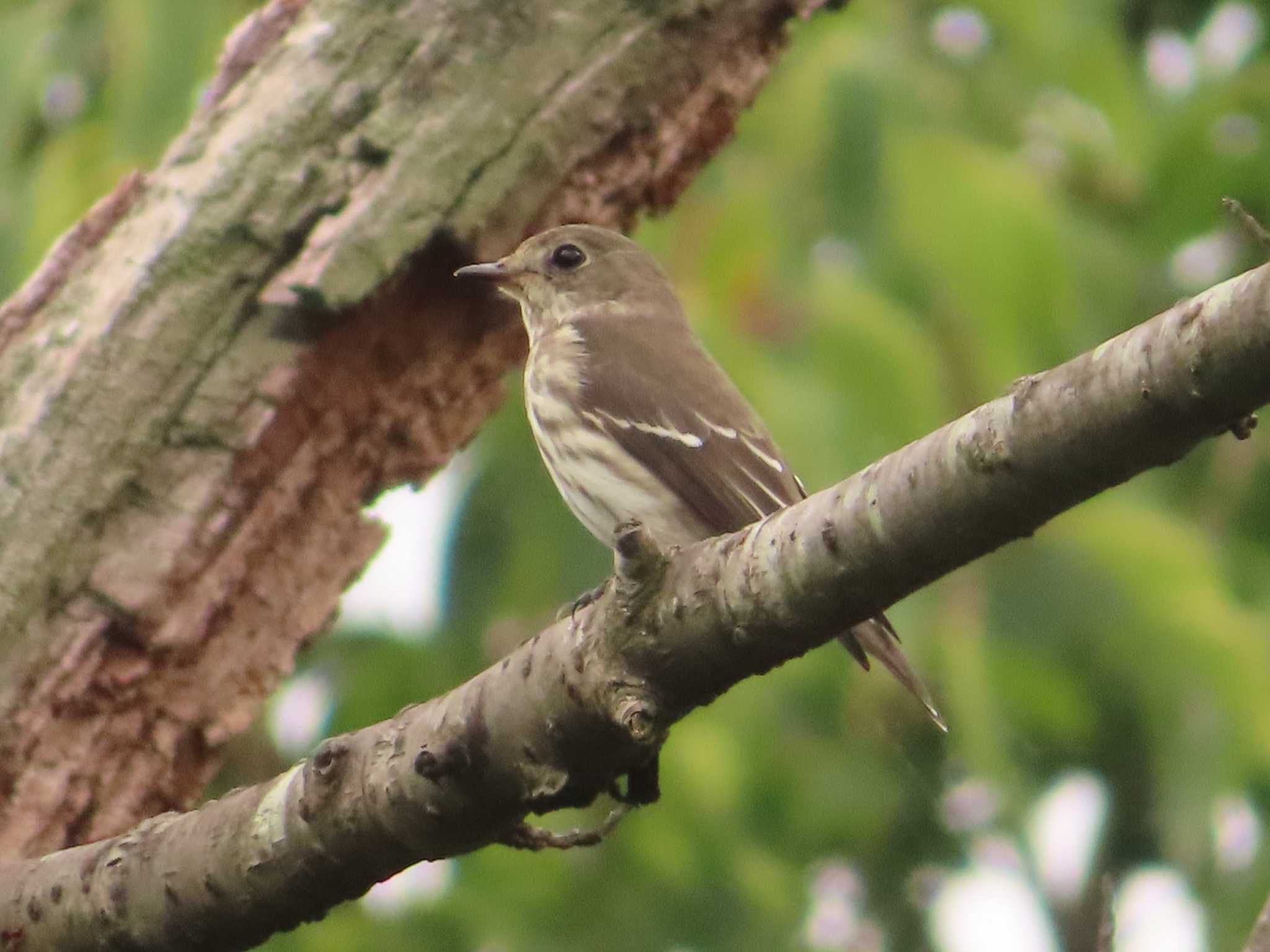 Grey-streaked Flycatcher