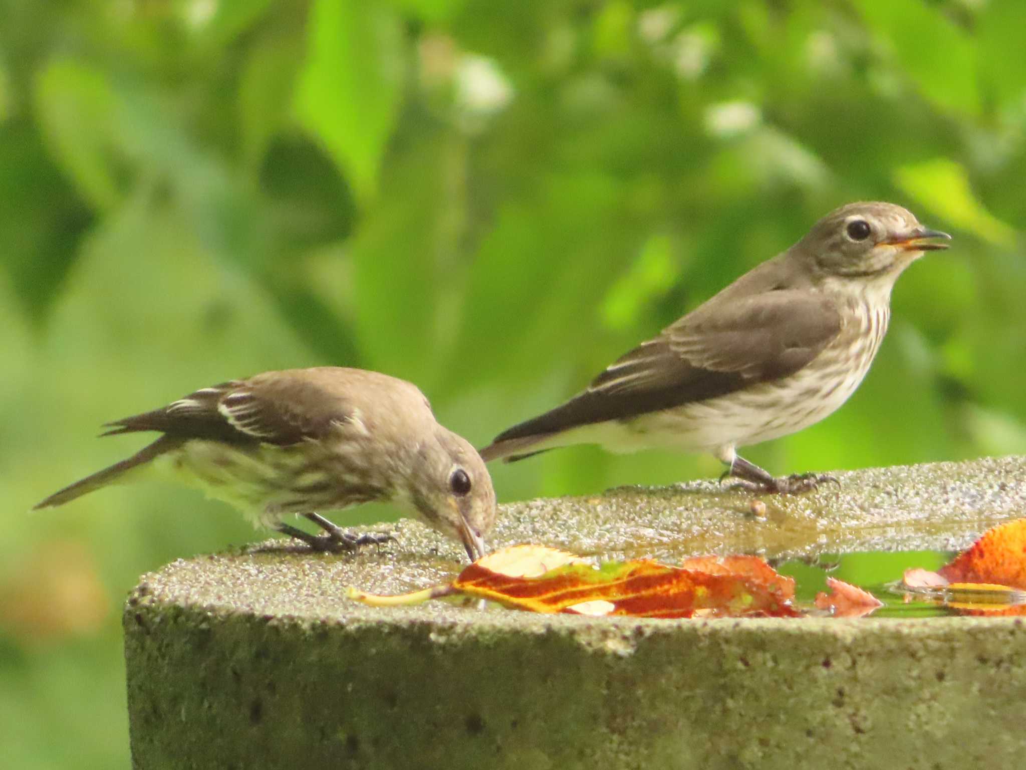 Grey-streaked Flycatcher