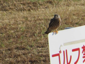 Common Kestrel 淀川河川公園 Thu, 10/12/2023