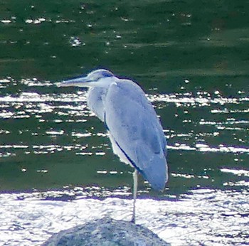 アオサギ 豊平川 2023年10月18日(水)