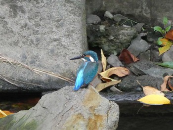 2018年9月24日(月) 恩田川(高瀬橋付近)の野鳥観察記録