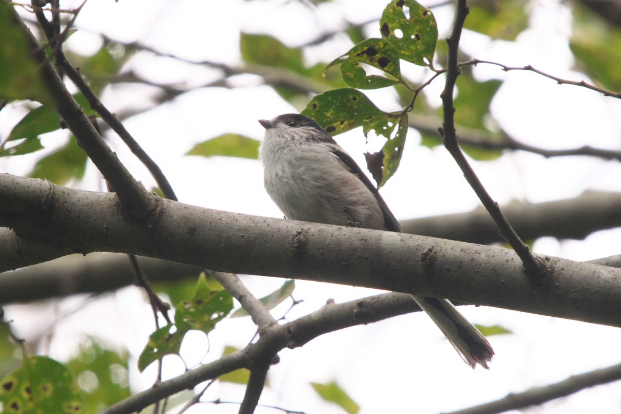 Photo of Long-tailed Tit at 池子の森自然公園 by Y. Watanabe