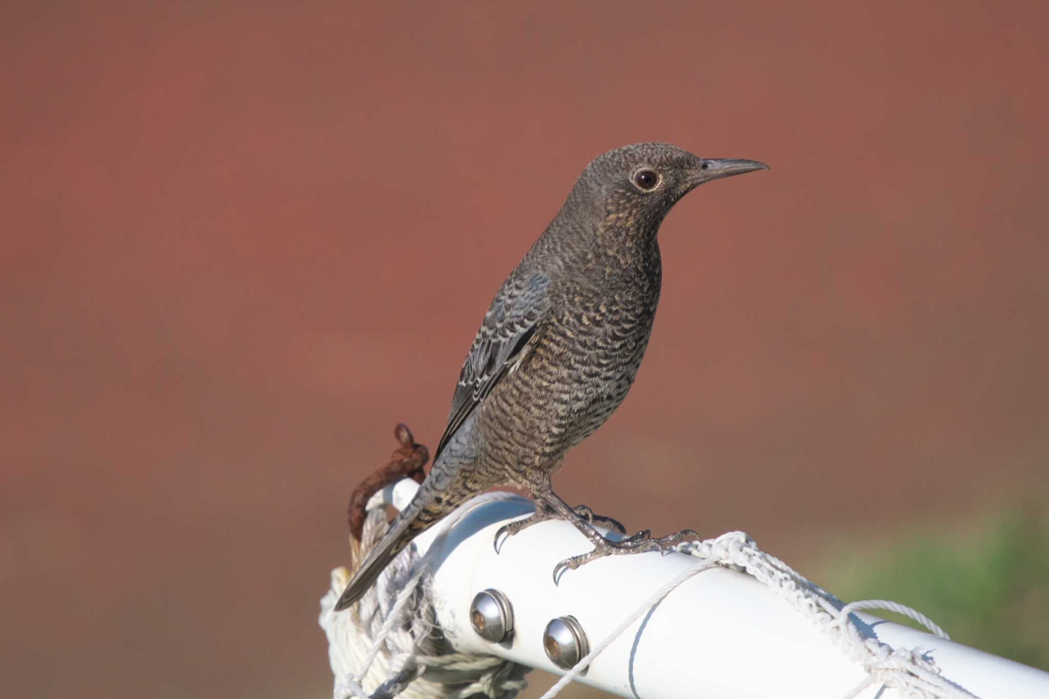 Blue Rock Thrush