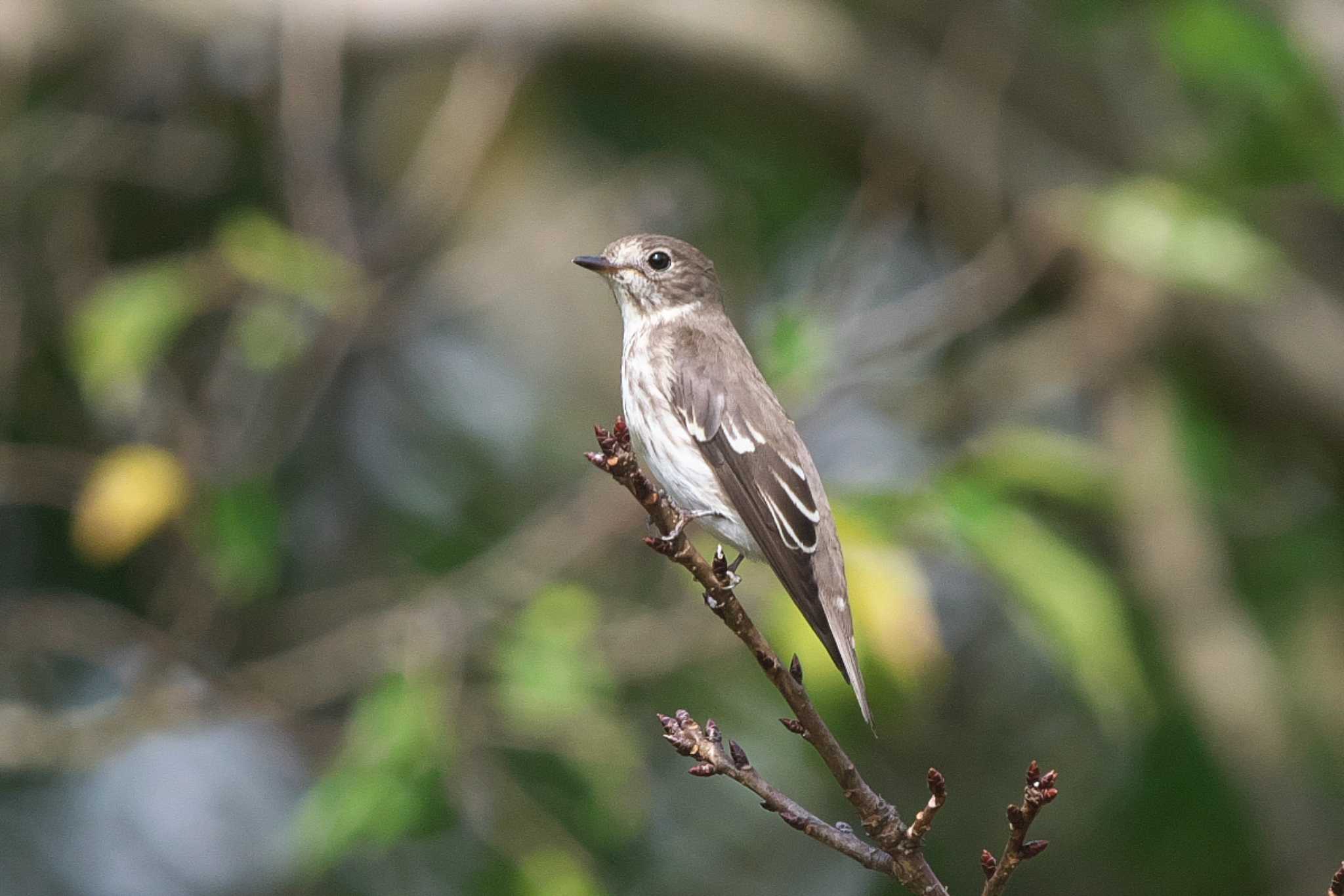 Grey-streaked Flycatcher