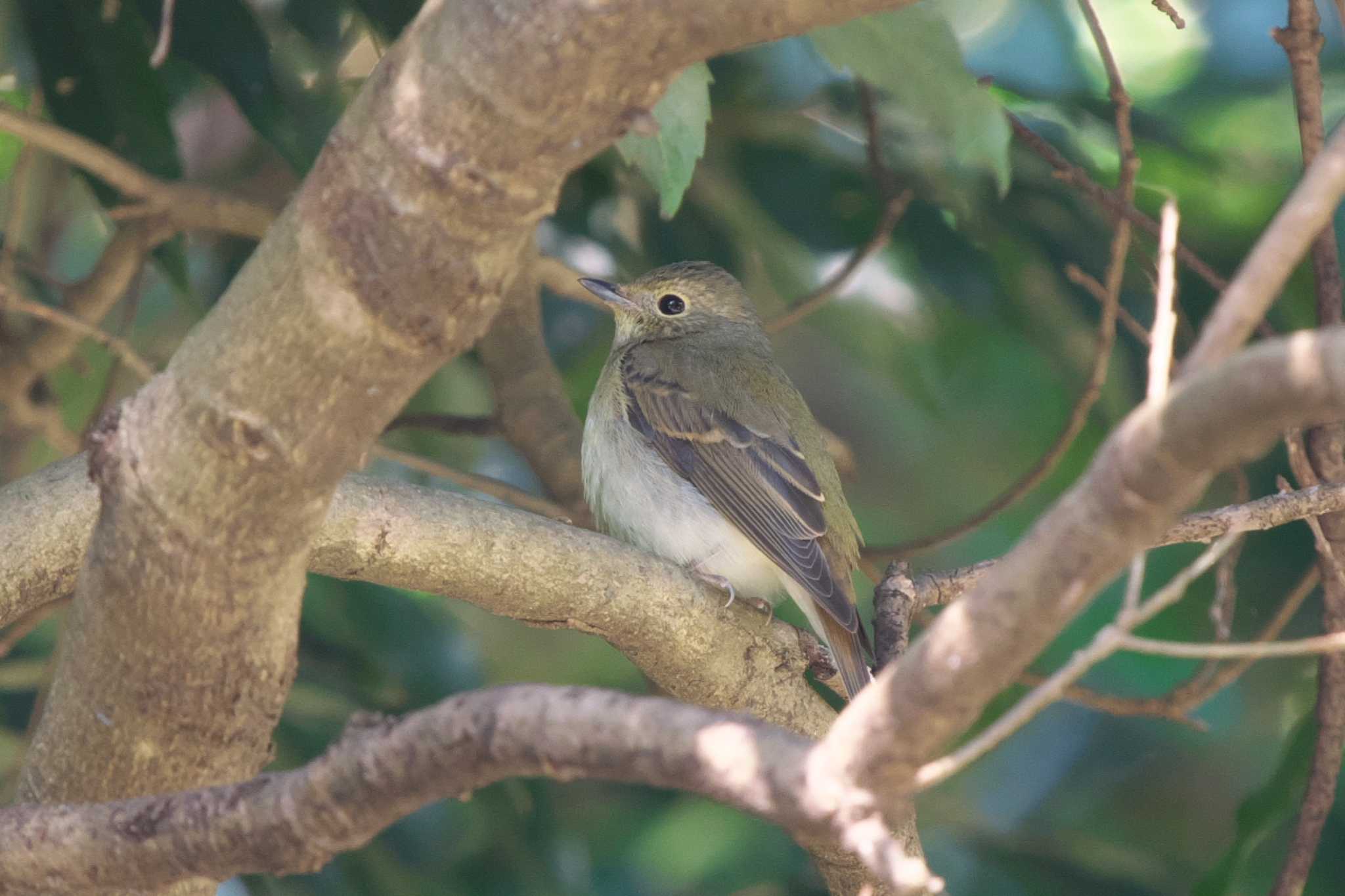 Narcissus Flycatcher