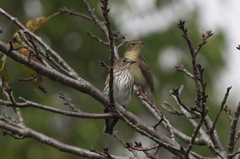 Wed, 10/18/2023 Birding report at 池子の森自然公園