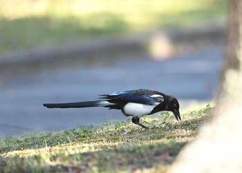 Eurasian Magpie Unknown Spots Wed, 10/18/2023