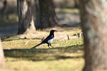 カササギ 場所が不明 2023年10月18日(水)