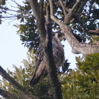 Peregrine Falcon 観音崎公園 Wed, 10/18/2023