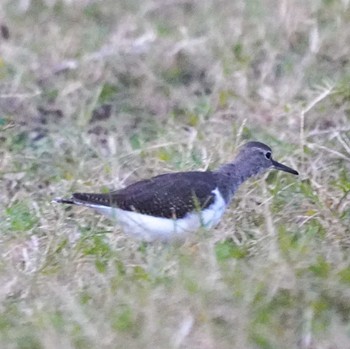 Common Sandpiper 観音崎公園 Wed, 10/18/2023