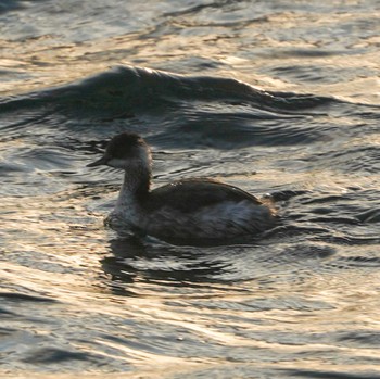 Black-necked Grebe 観音崎公園 Wed, 10/18/2023