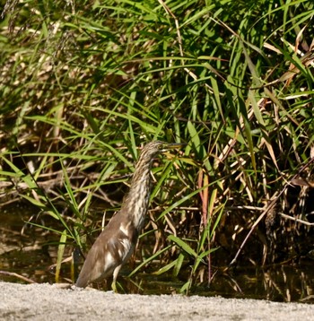 Chinese Pond Heron 室見川 Wed, 10/18/2023