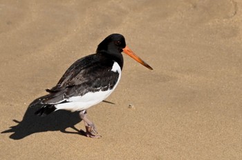 Eurasian Oystercatcher Unknown Spots Mon, 10/16/2023