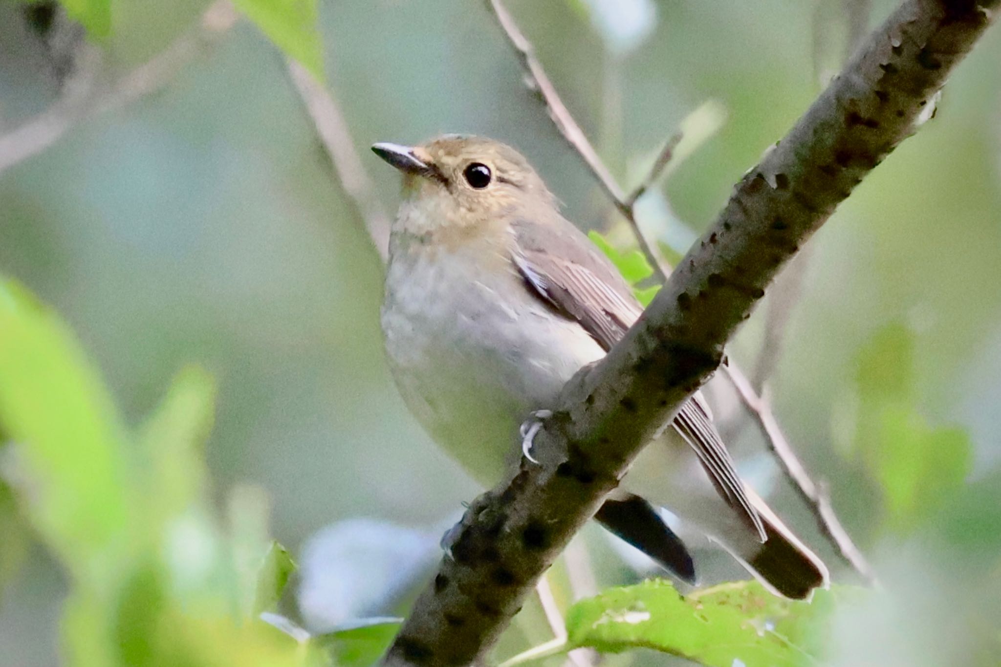 Narcissus Flycatcher