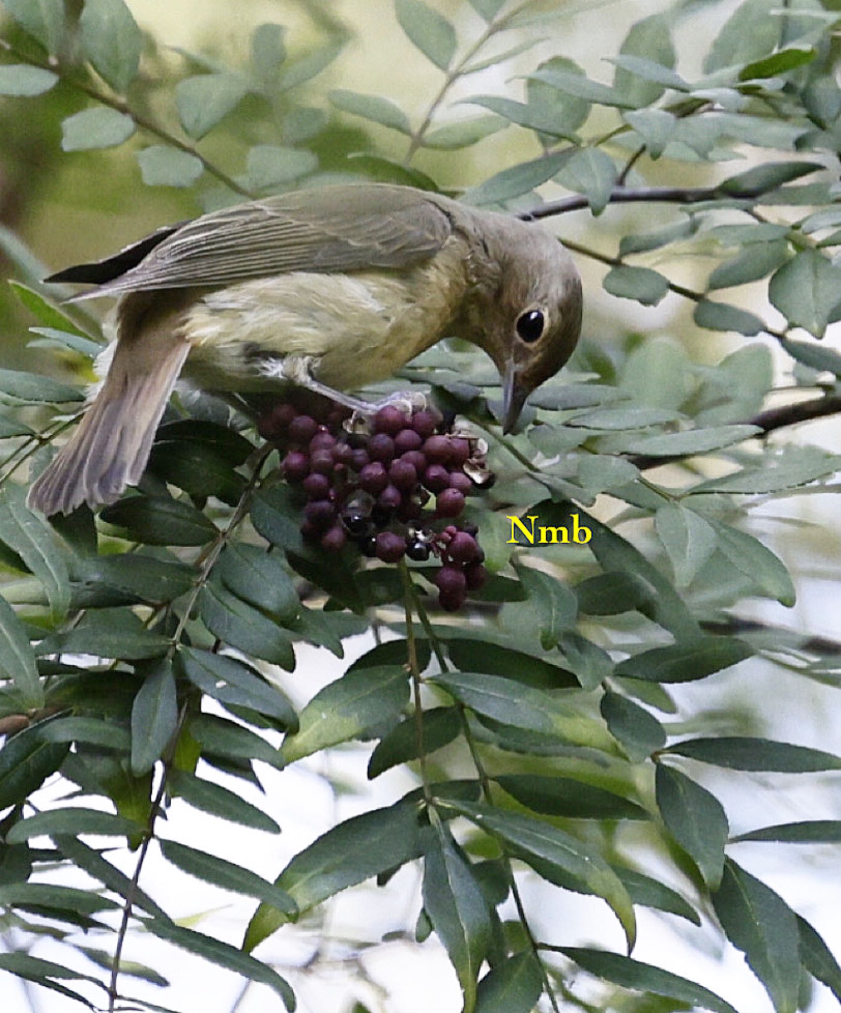 Photo of Narcissus Flycatcher at  by soul.number.358