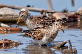 Pectoral Sandpiper Inashiki Sat, 10/14/2023