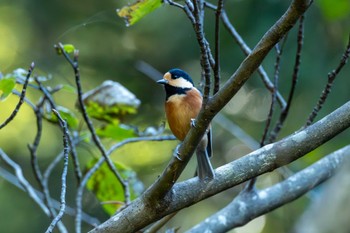 2023年10月17日(火) 奥久慈憩いの森の野鳥観察記録