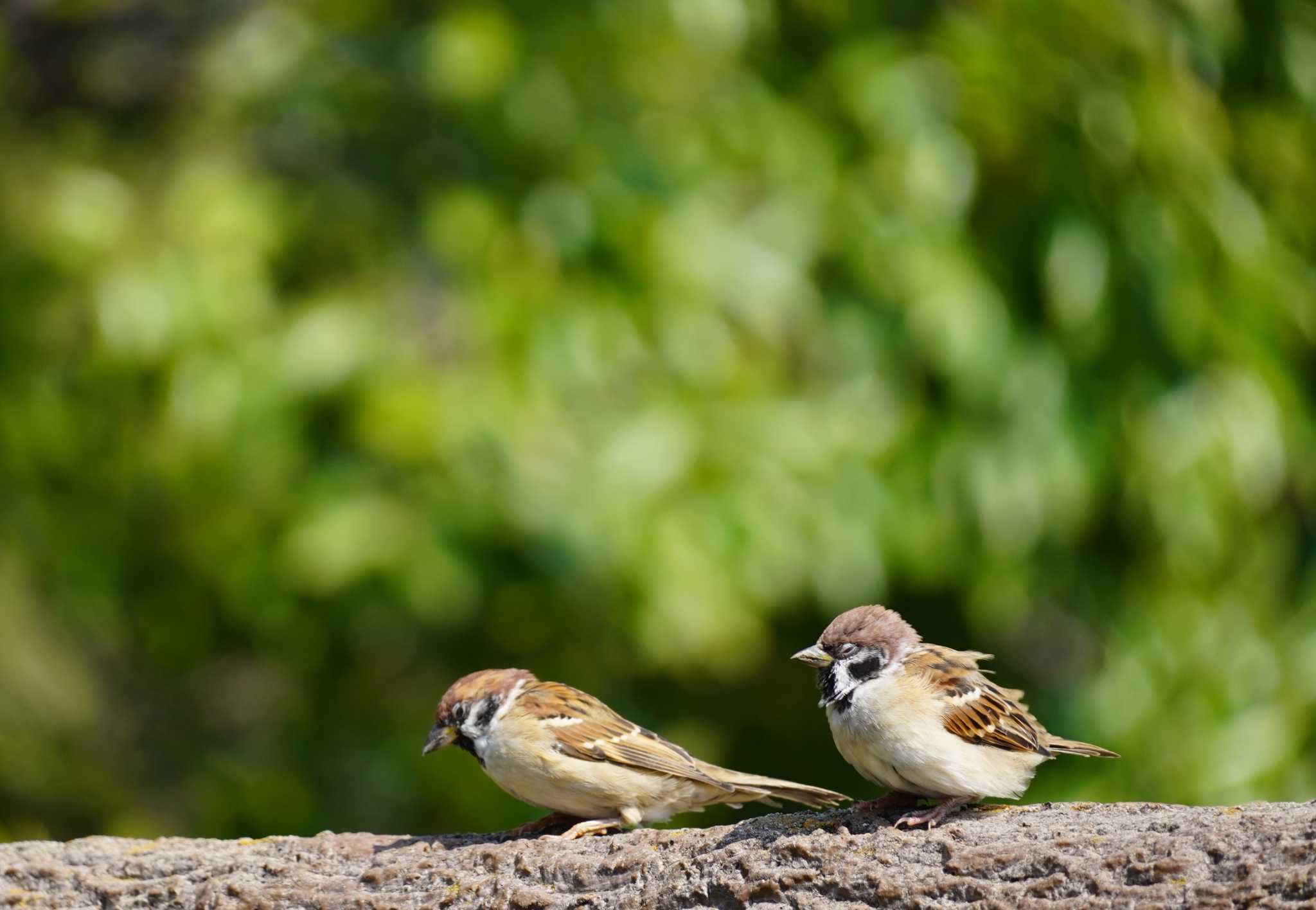 Eurasian Tree Sparrow