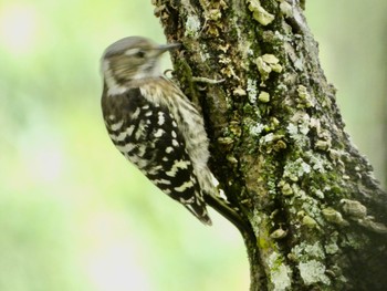 2023年6月24日(土) 奈良県 山の辺の道の野鳥観察記録