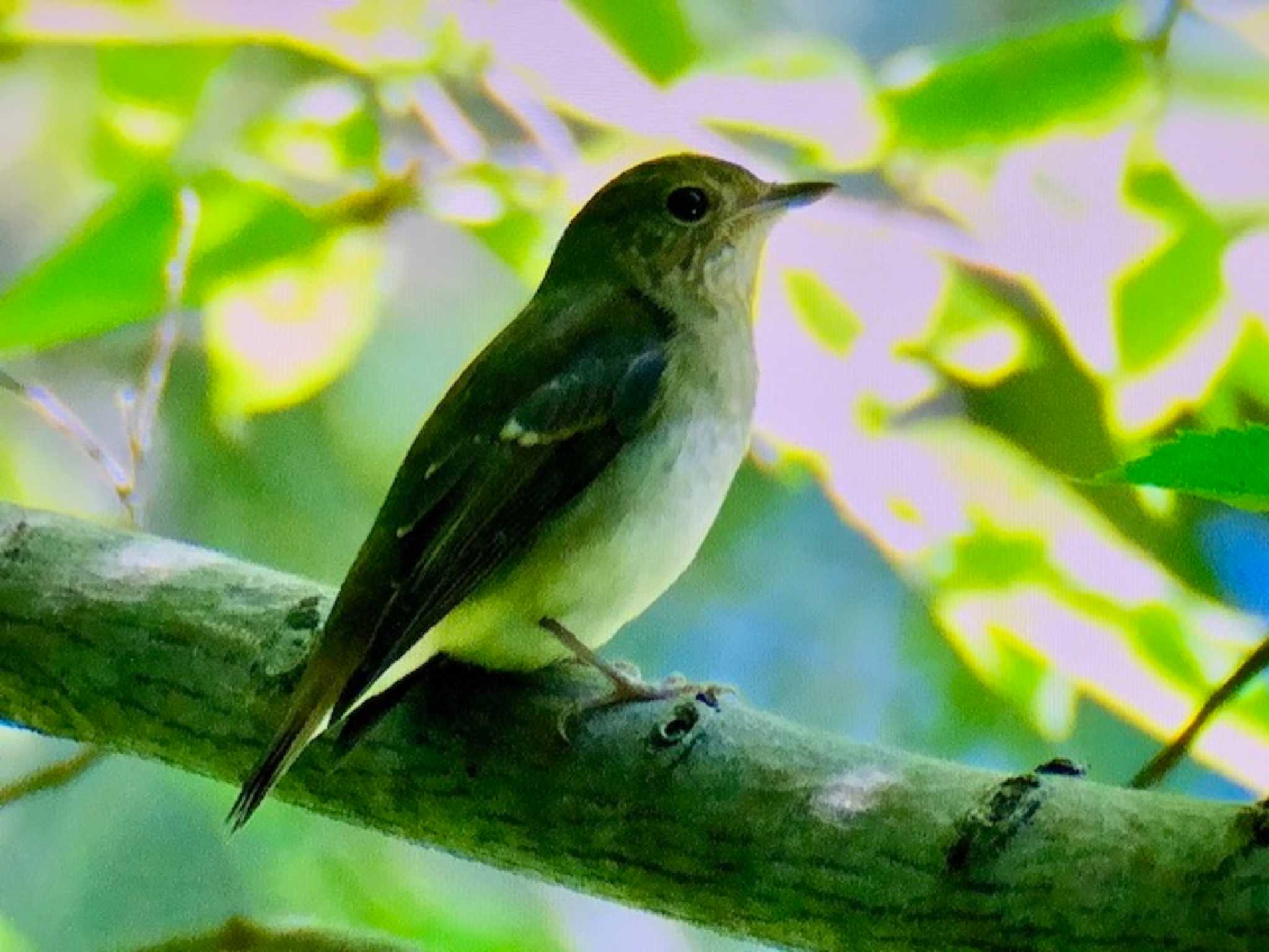 秋ヶ瀬公園 キビタキの写真 by ゆるゆるとりみんgoo