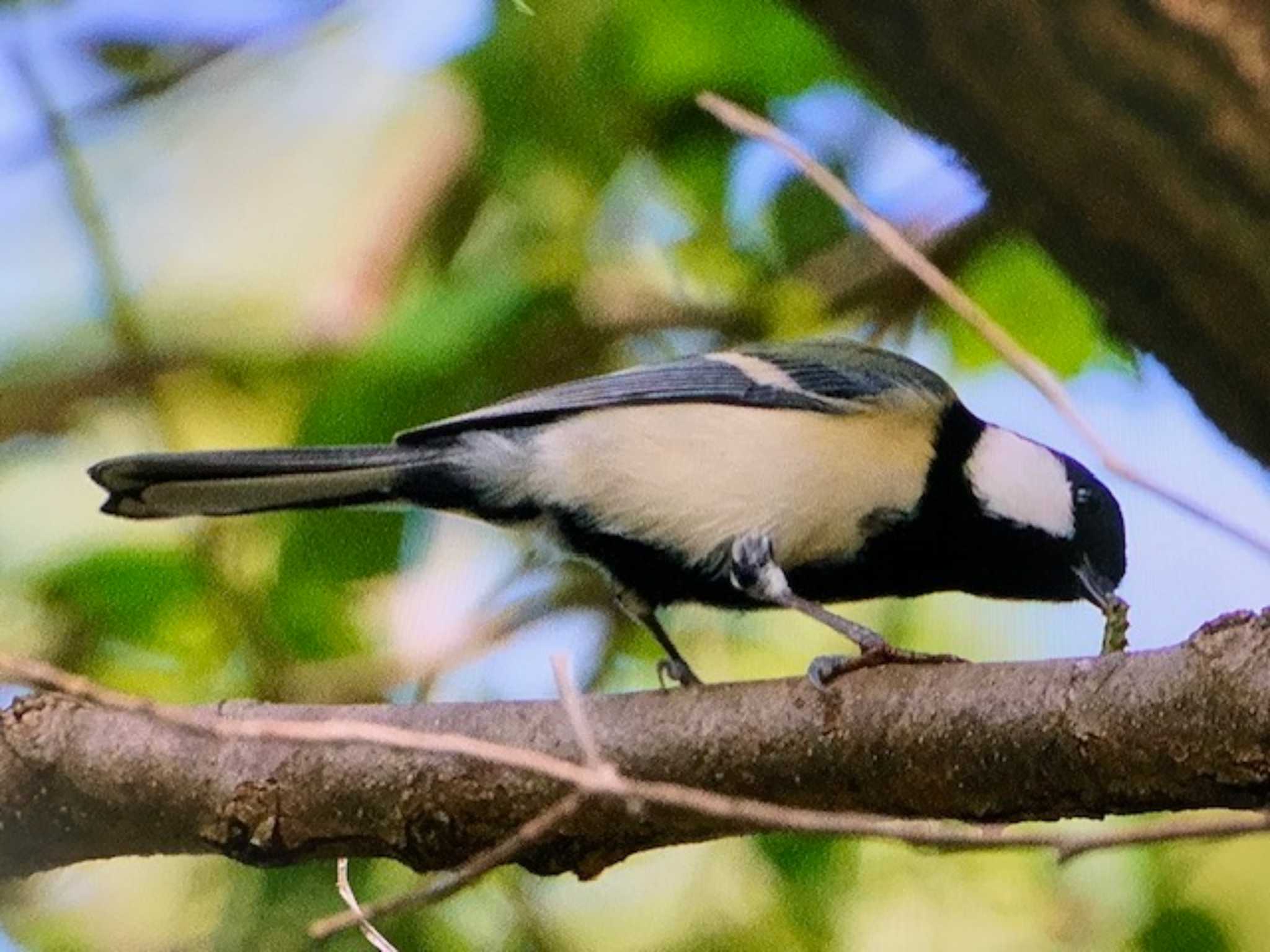 シジュウカラ