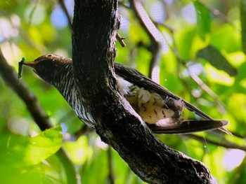 2023年10月18日(水) 秋ヶ瀬公園の野鳥観察記録