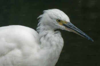 Little Egret 大阪府 Sun, 10/15/2023