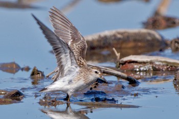 Long-toed Stint Inashiki Sat, 10/14/2023