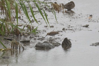 タシギ 東京港野鳥公園 2023年10月15日(日)