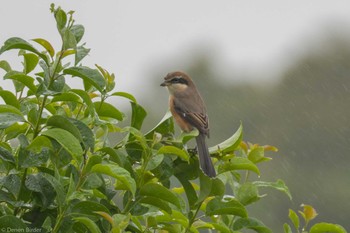 モズ 東京港野鳥公園 2023年10月15日(日)