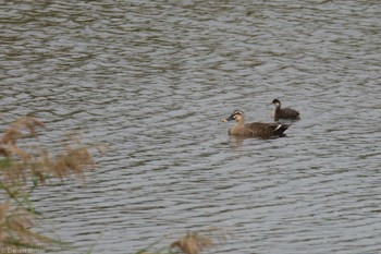 ハジロカイツブリ 東京港野鳥公園 2023年10月15日(日)