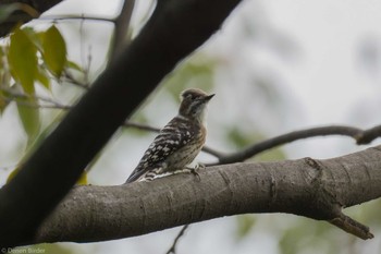 2023年10月15日(日) 東京港野鳥公園の野鳥観察記録