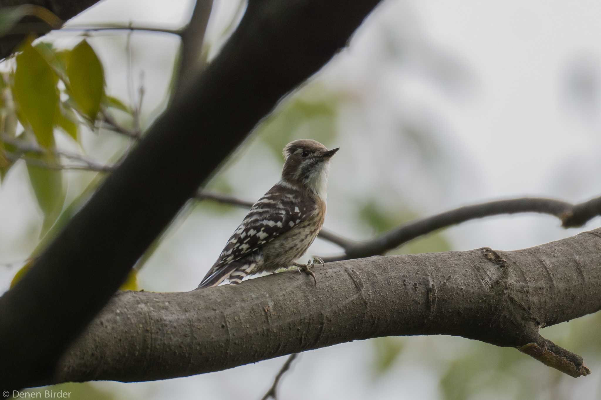 東京港野鳥公園 コゲラの写真 by 田園Birder