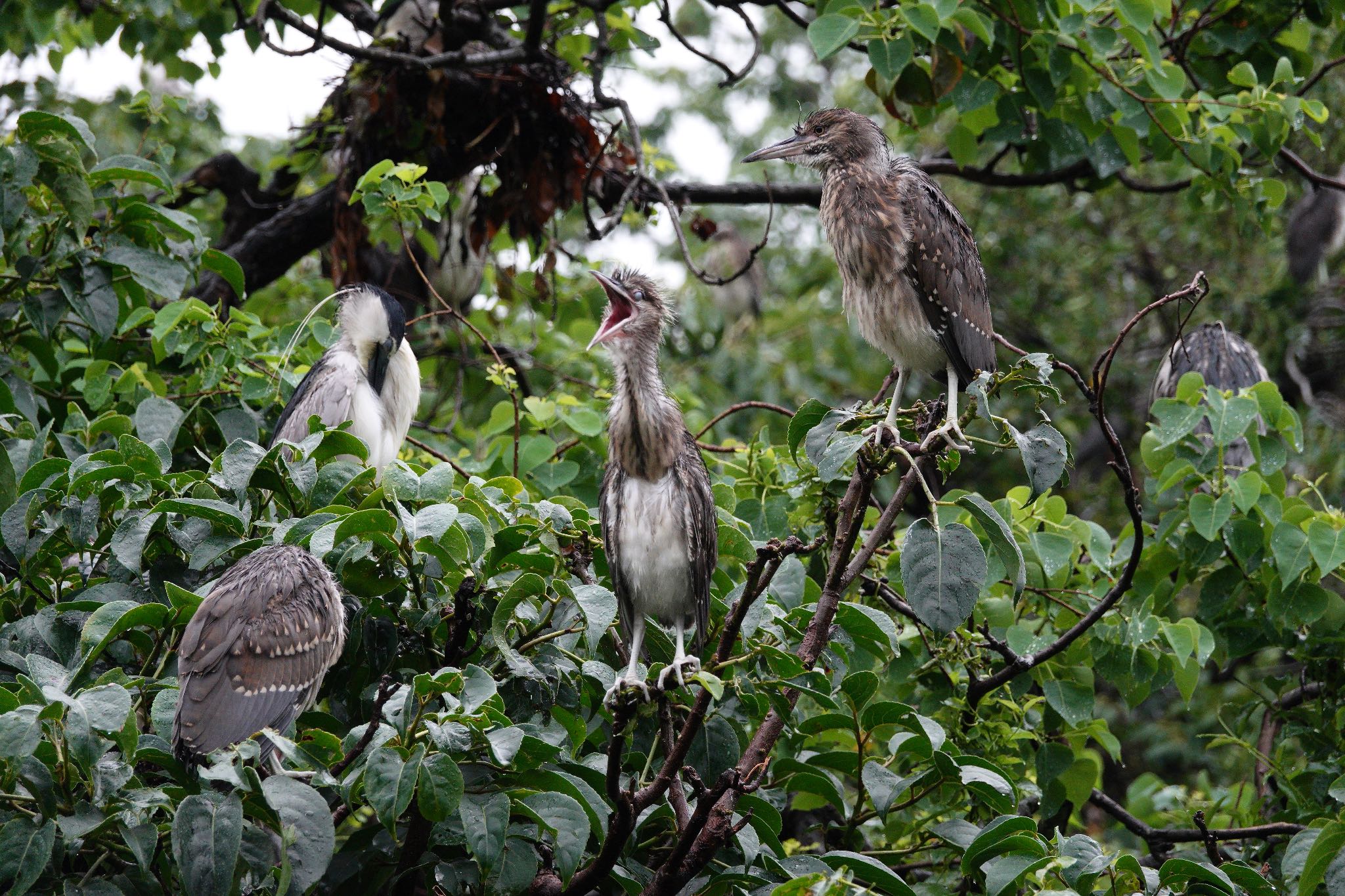 Photo of Black-crowned Night Heron at 大安森林公園 by のどか