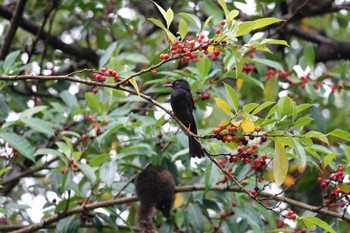 Black Bulbul 大安森林公園 Fri, 5/19/2023