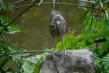 Black-crowned Night Heron 大安森林公園 Fri, 5/19/2023