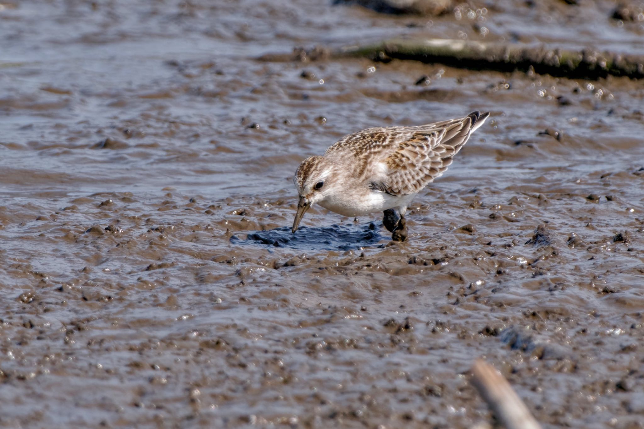Photo of Red-necked Stint at Inashiki by アポちん