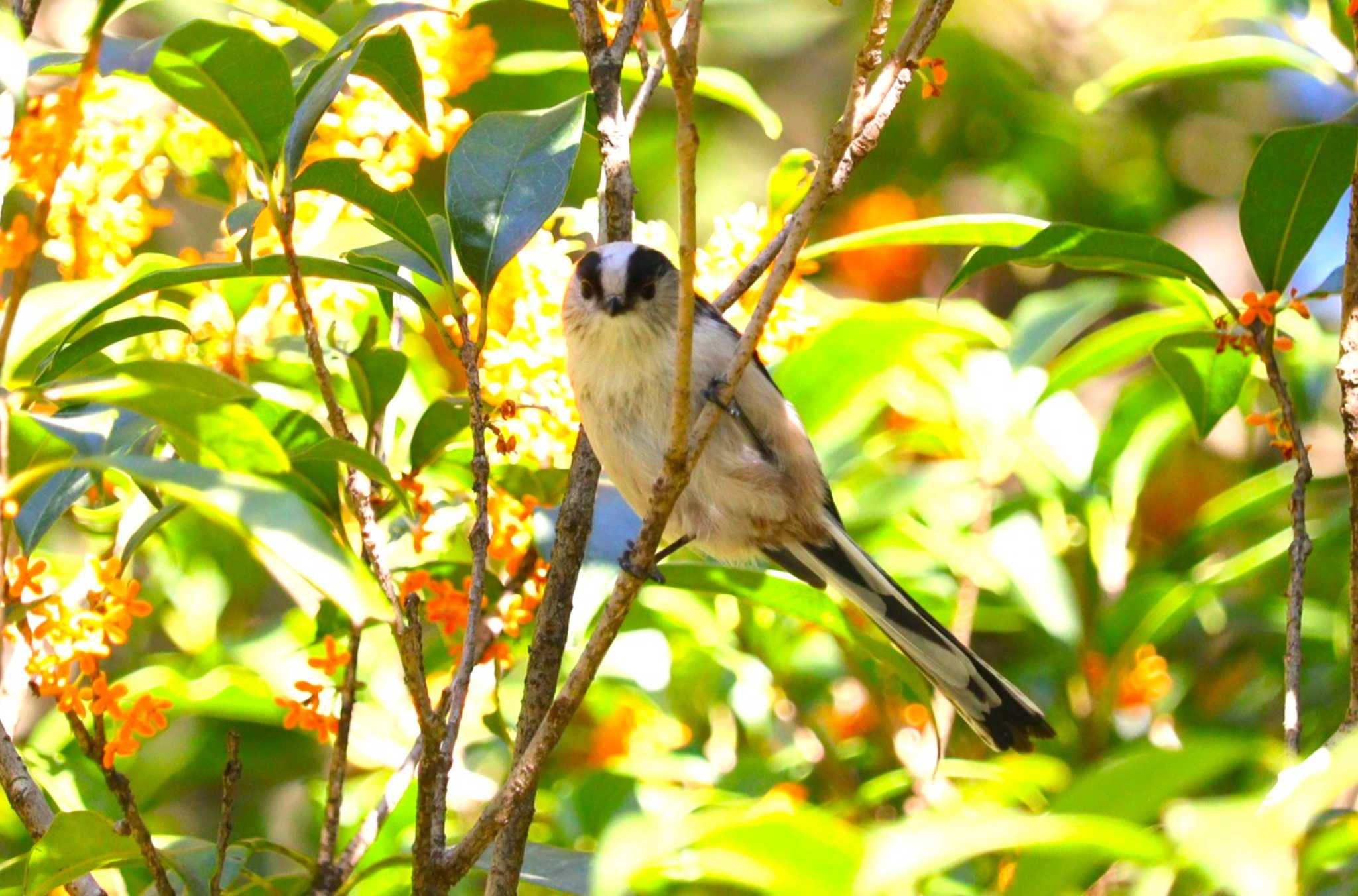 Long-tailed Tit