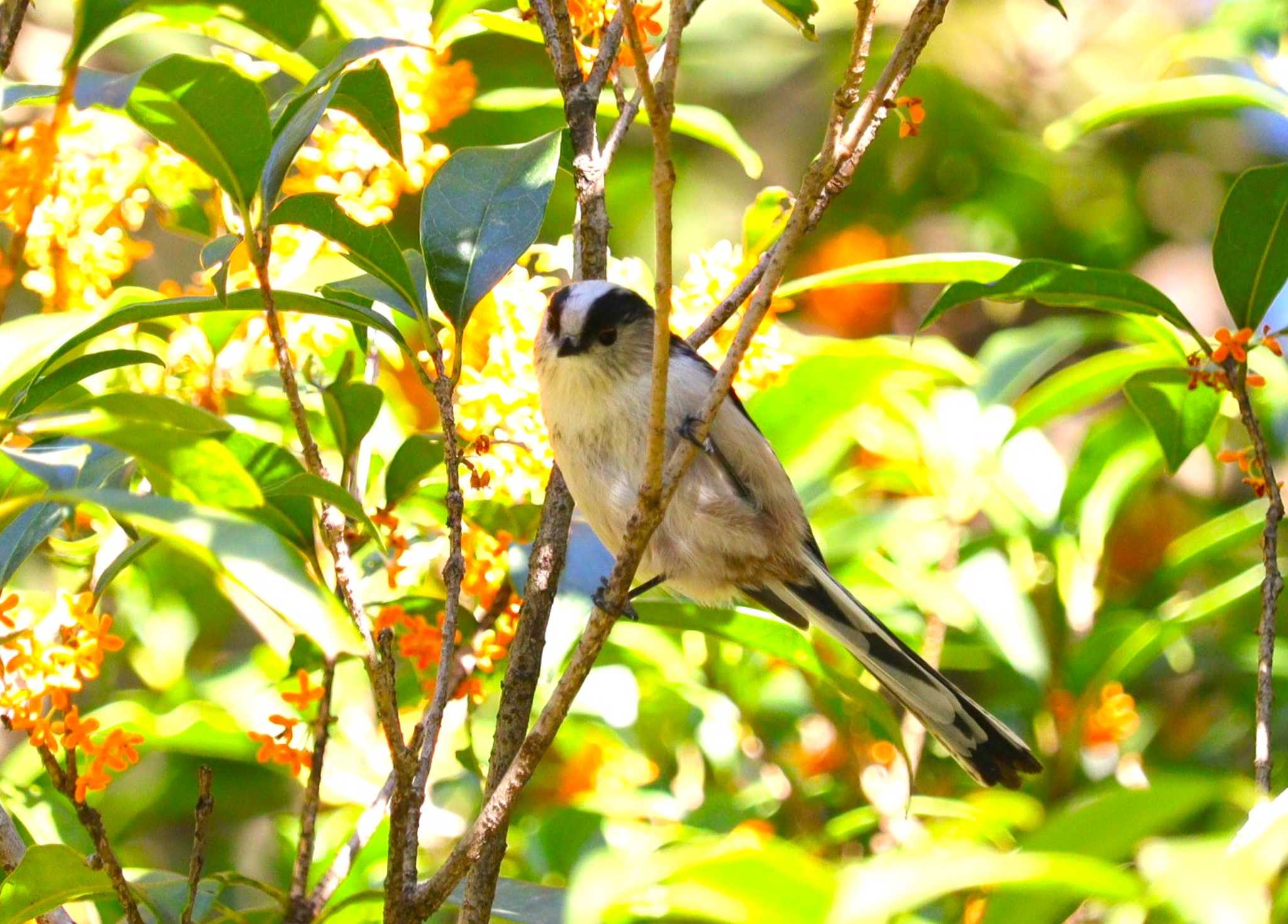 Long-tailed Tit